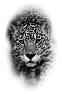 work pelos realista tigre